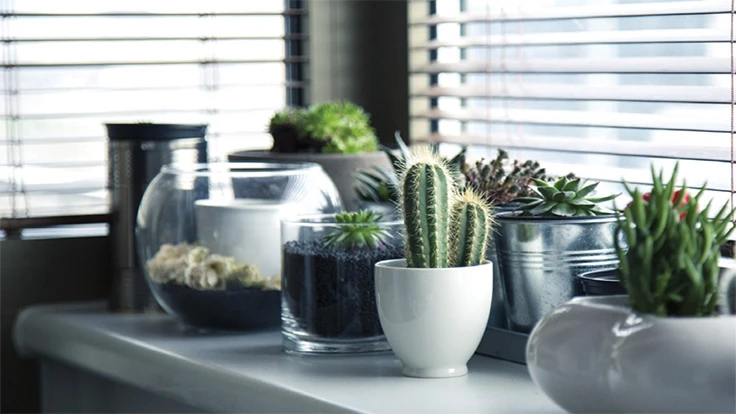 Succulents in pots