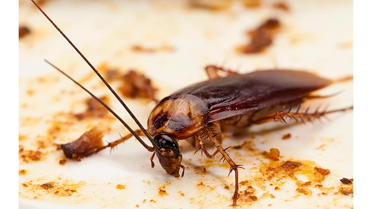 cockroaches