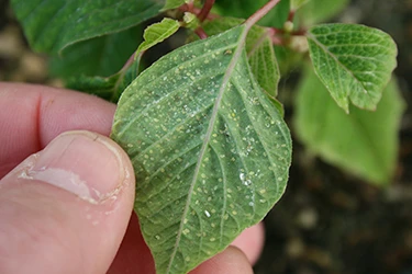 A green leaf