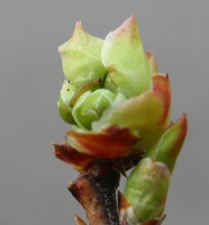 A green plant.