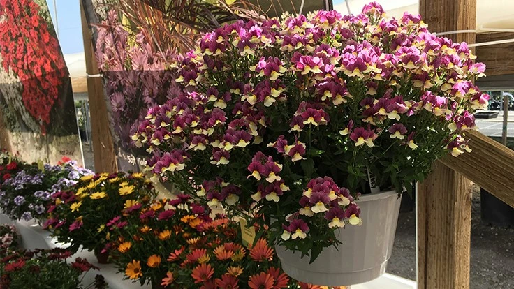 Flower bouquets
