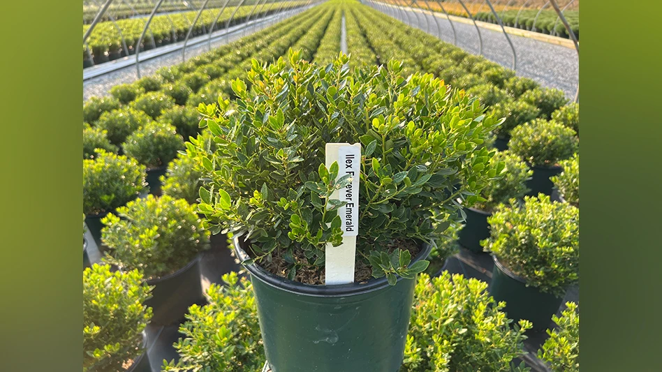 green shrub