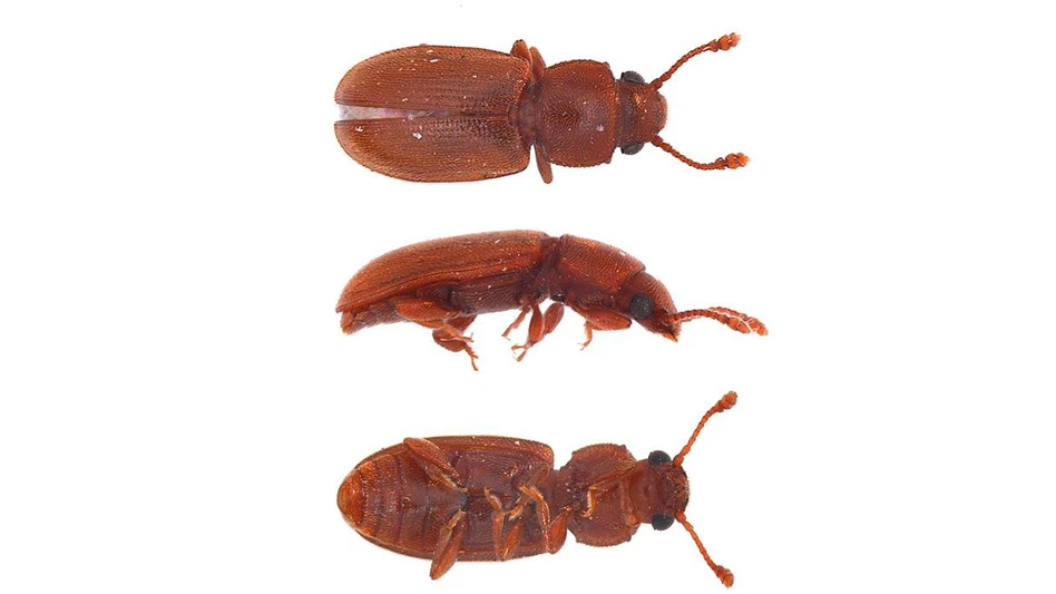 Many Small Beetles Are Associated with Mold