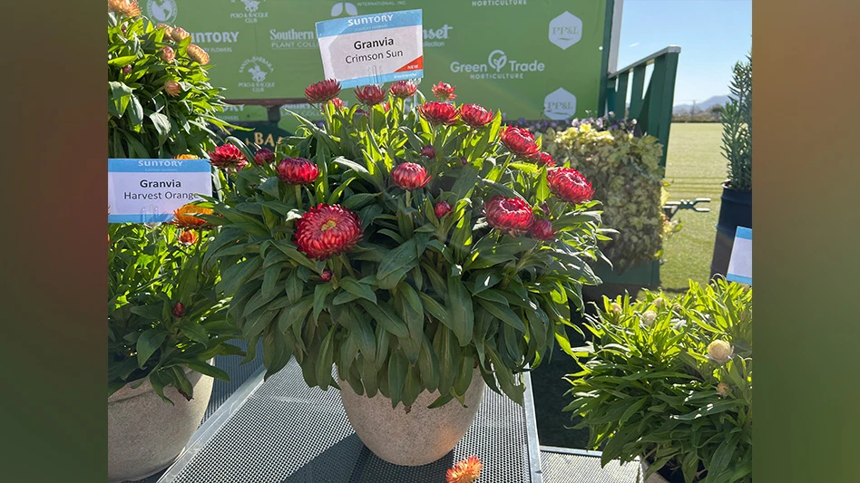 'Crimson Son'