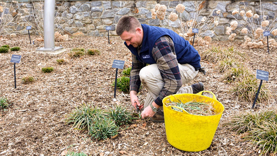 A man pruning plants