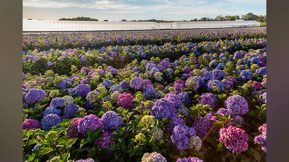 Bailey Nurseries