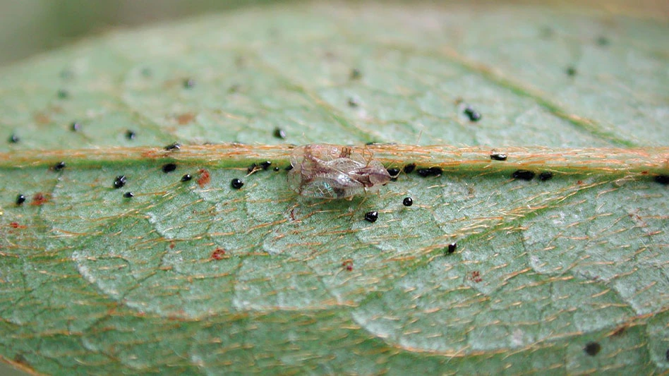 close up of a translucent brown lace bug on a leaf