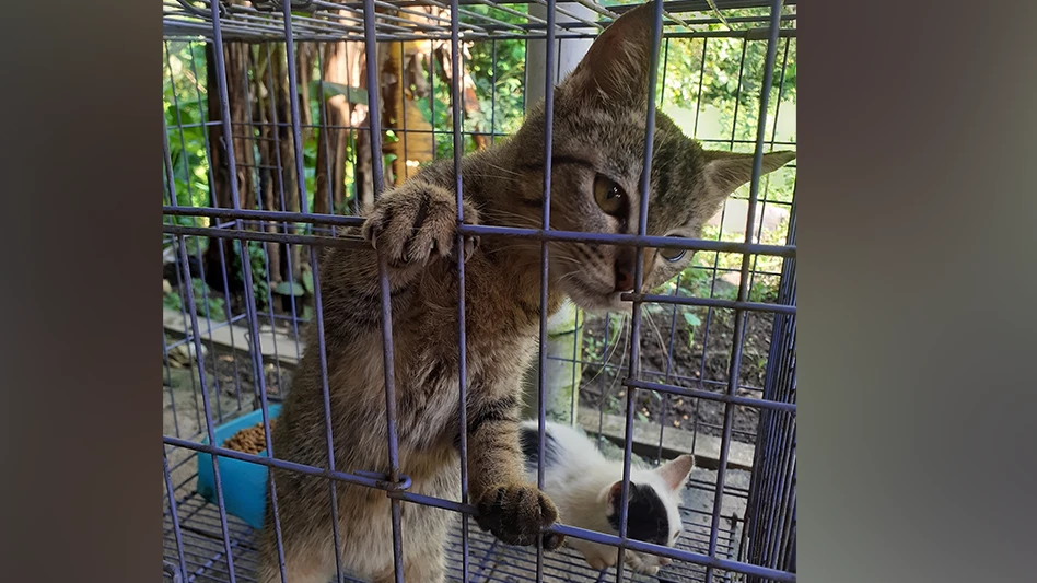 Trapping Feral Cats