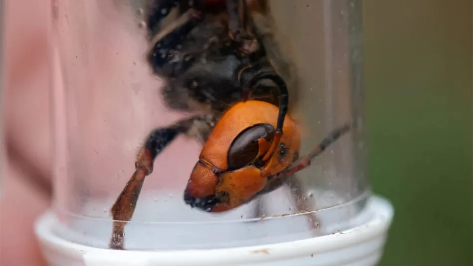 northern giant hornet