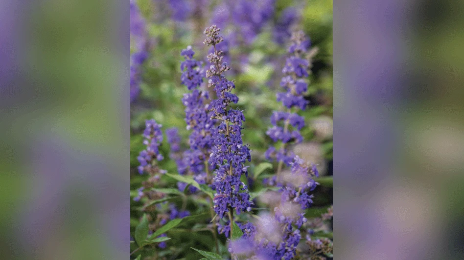 First Editions Queen Bee Chastetree is the newest Vitex cultivar developed by Bailey Innovations.