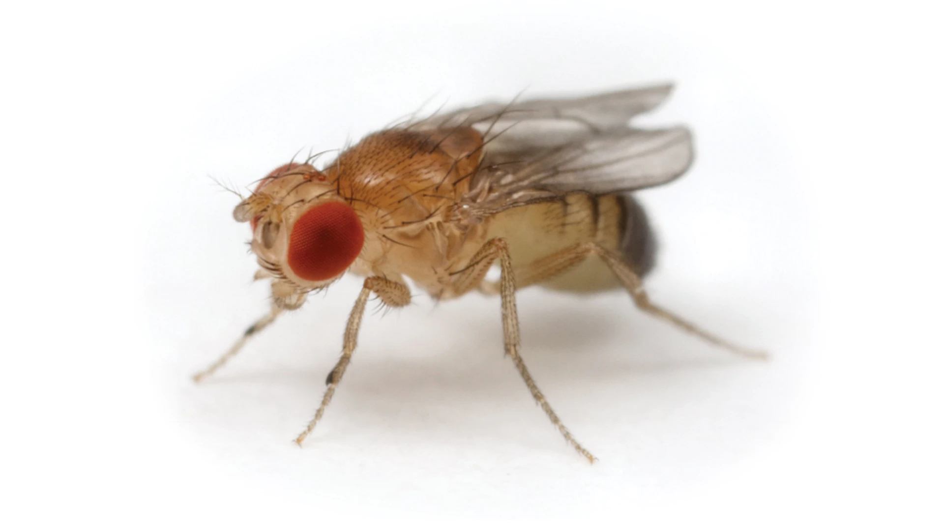 small fly