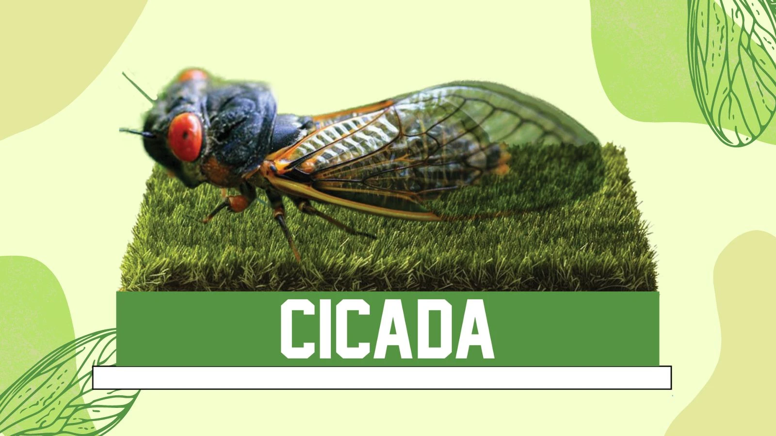 Cicada bobblehead unveiled