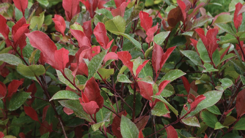 P. x fraseri ‘Little Red Robin’