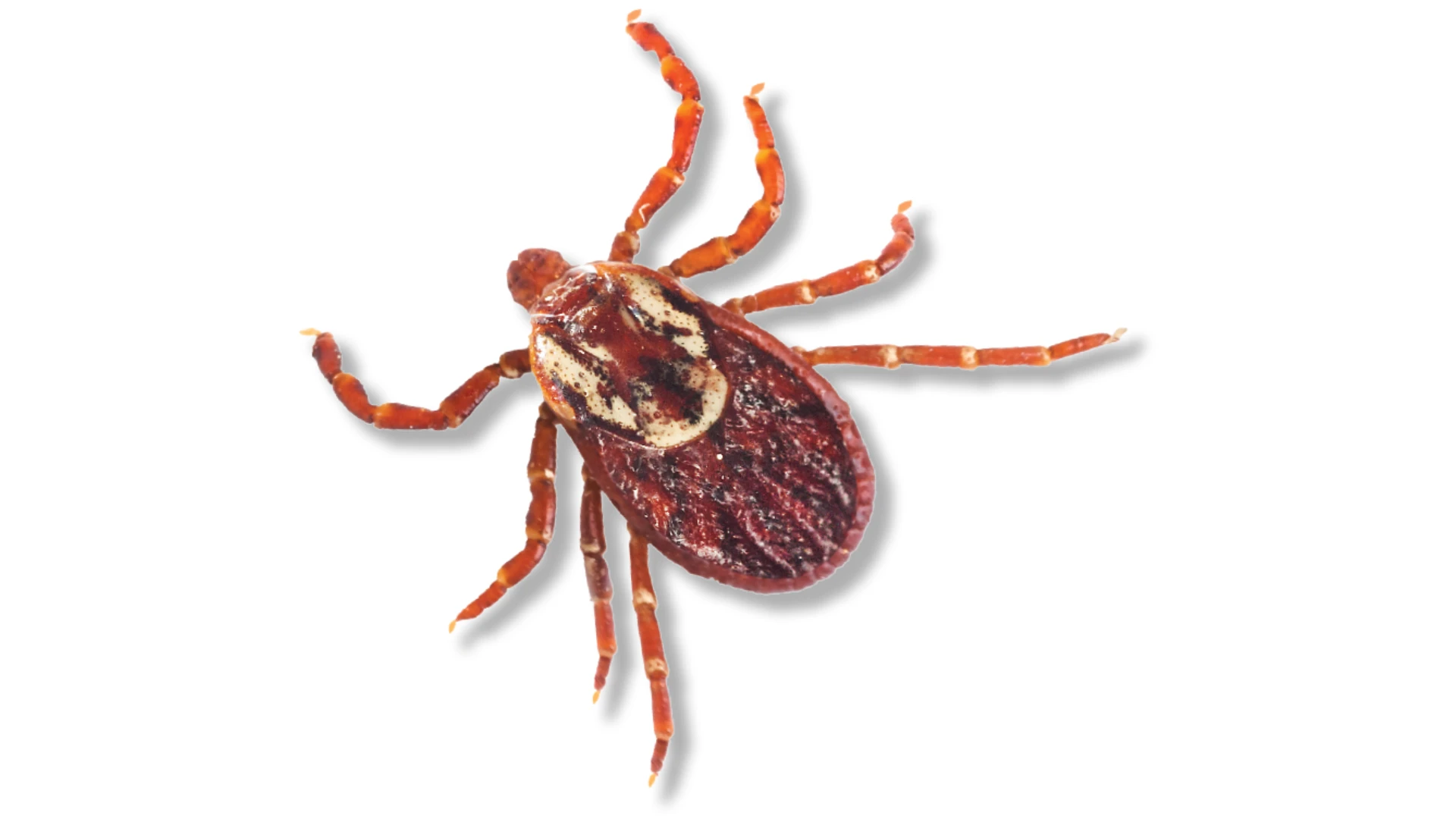 American dog tick (Dermacentor variabilis)
