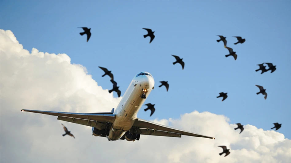 Wildlife and bird hazard management in airports