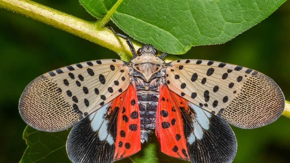 Spotted lanternfly