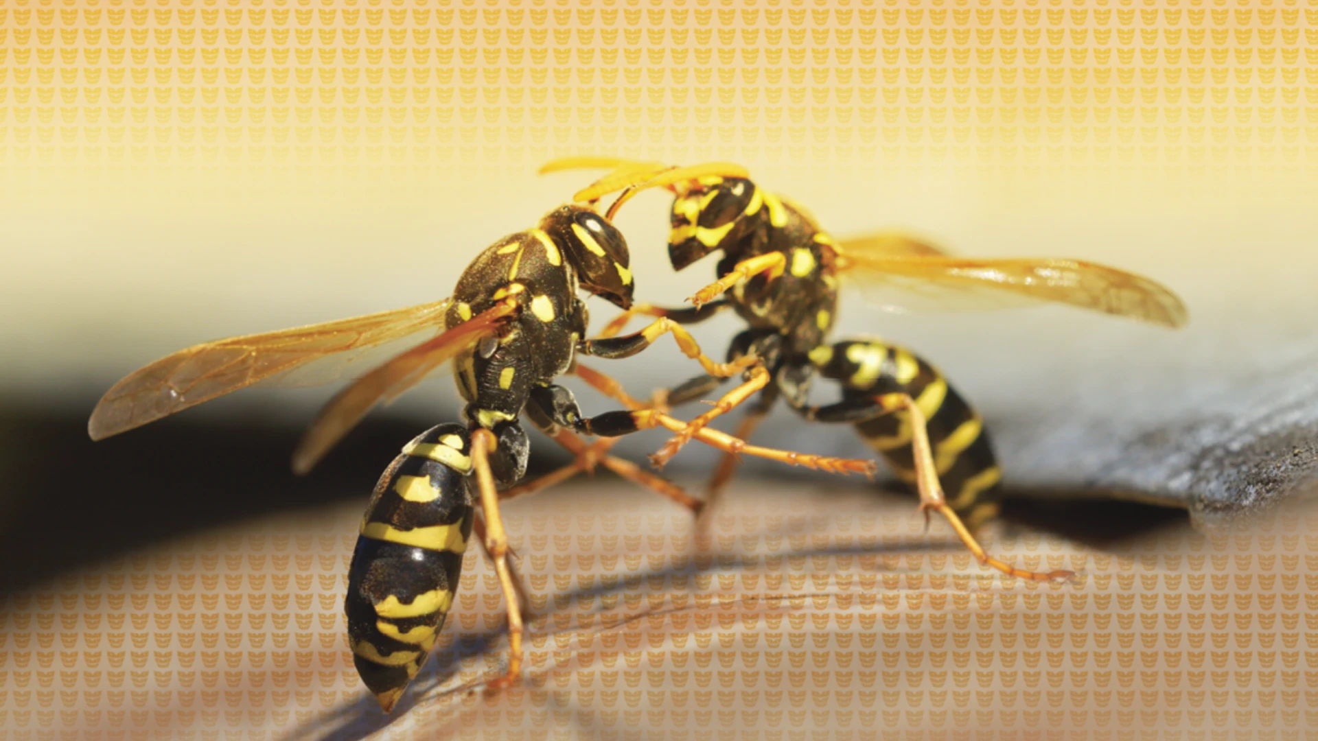 Identifying and Understanding Stinging Insect Behaviors