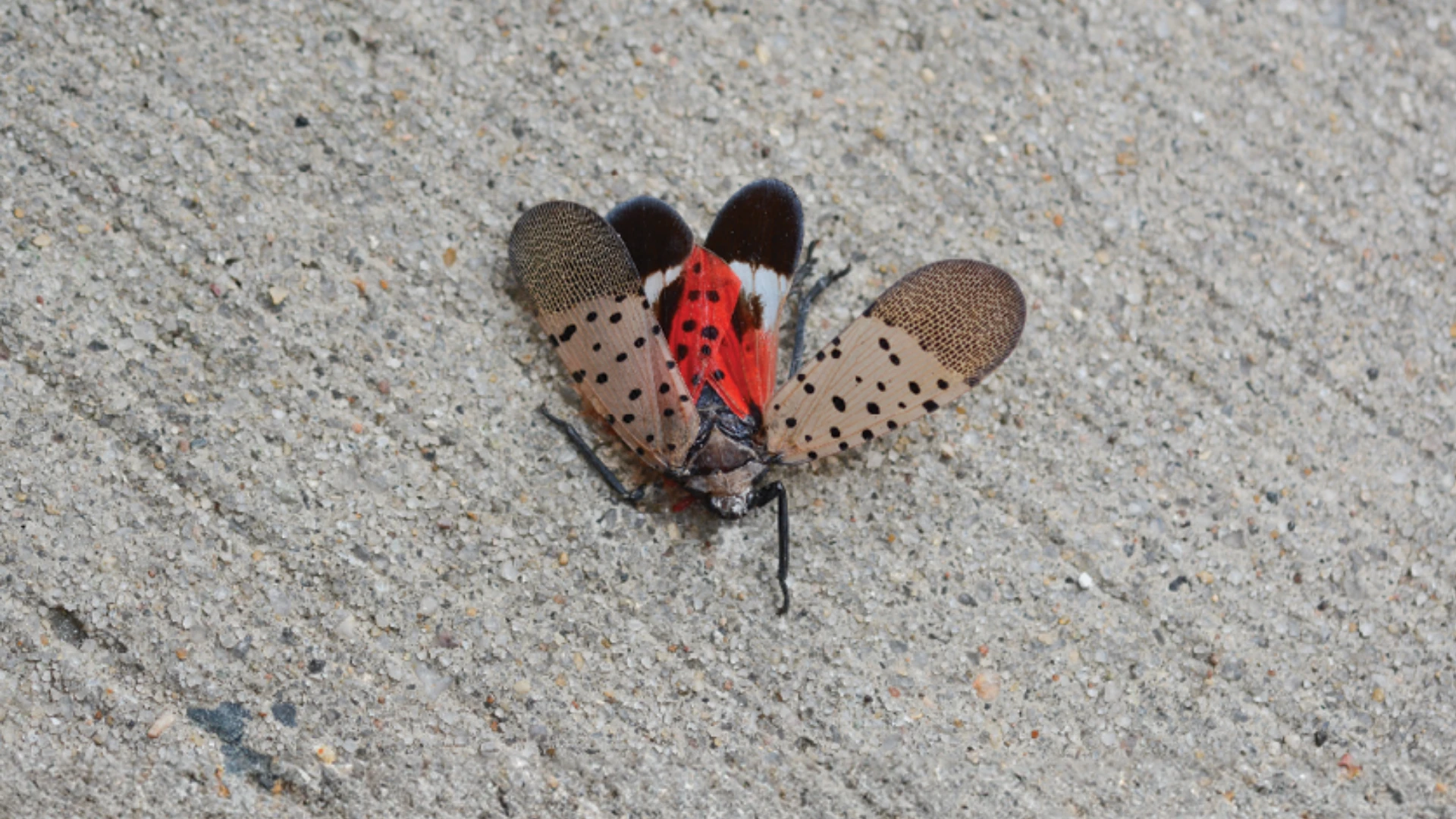 spotted-lanterfly