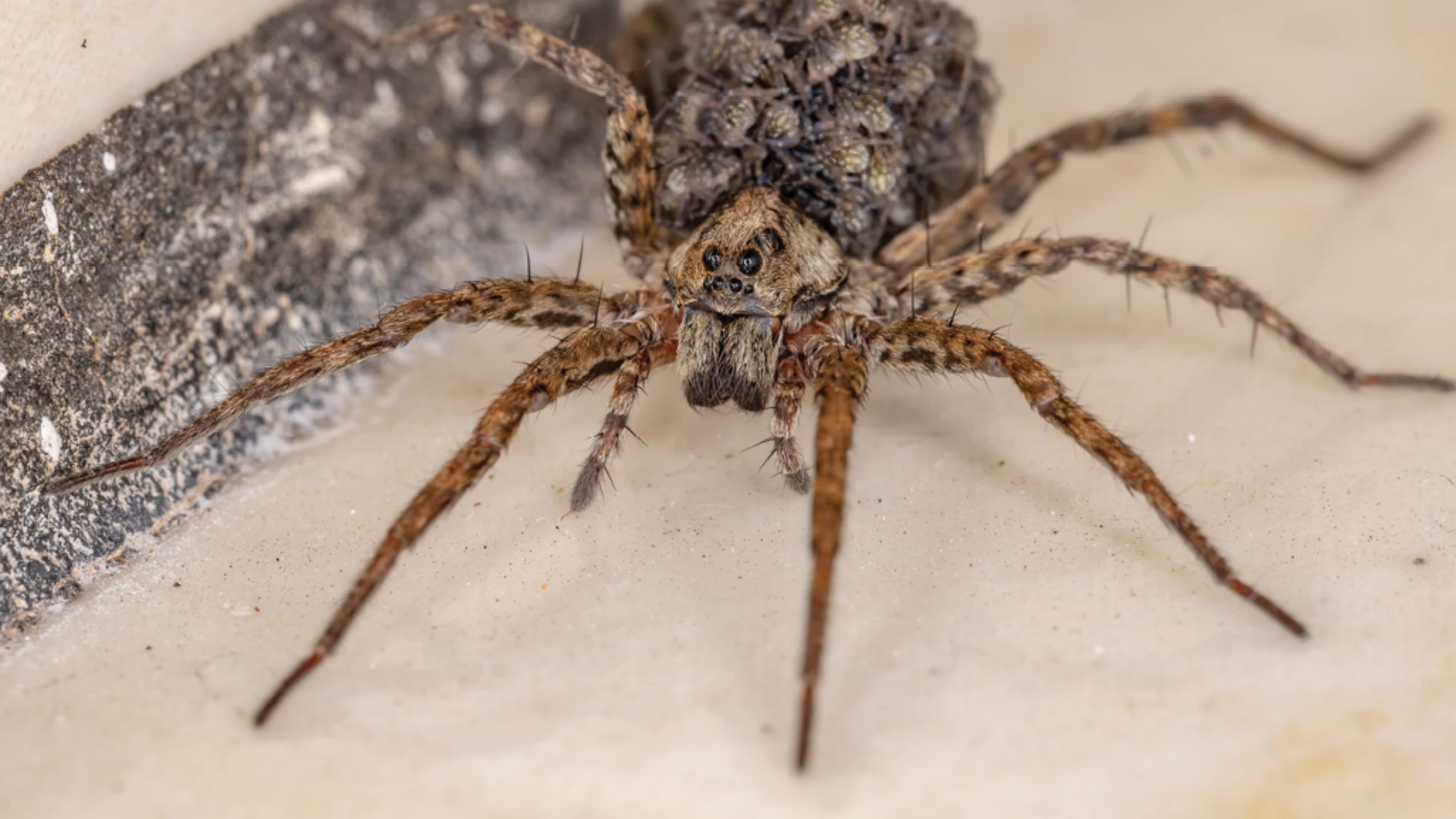 spider-management