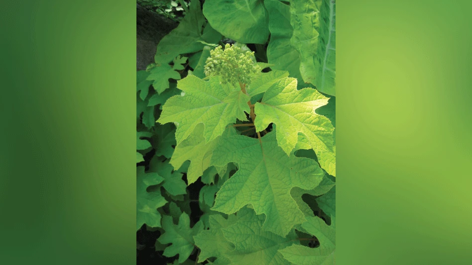 greenguide