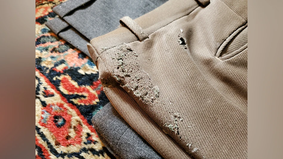 pants eaten webbing cloths