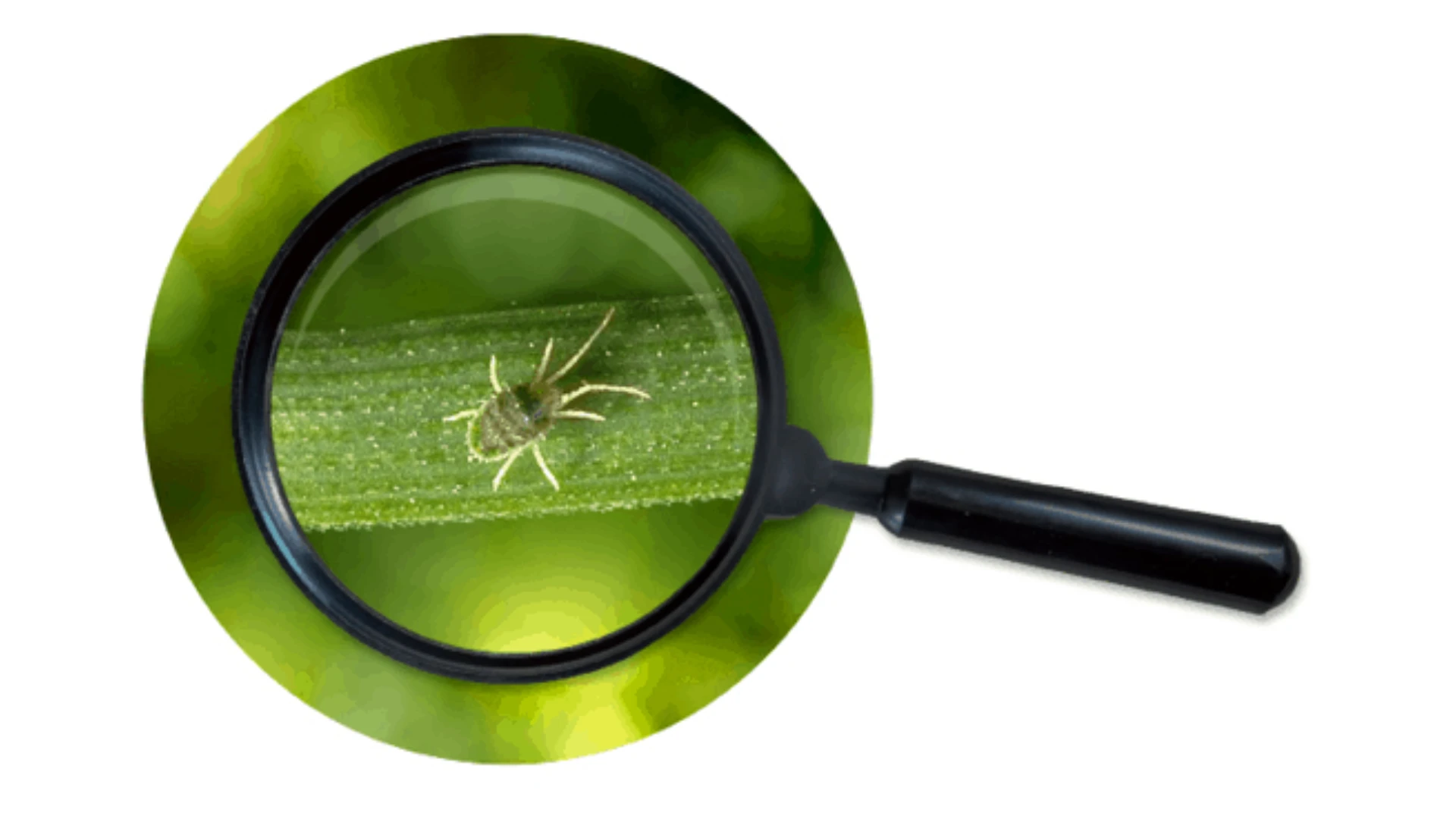 How to Identify Clover Mites