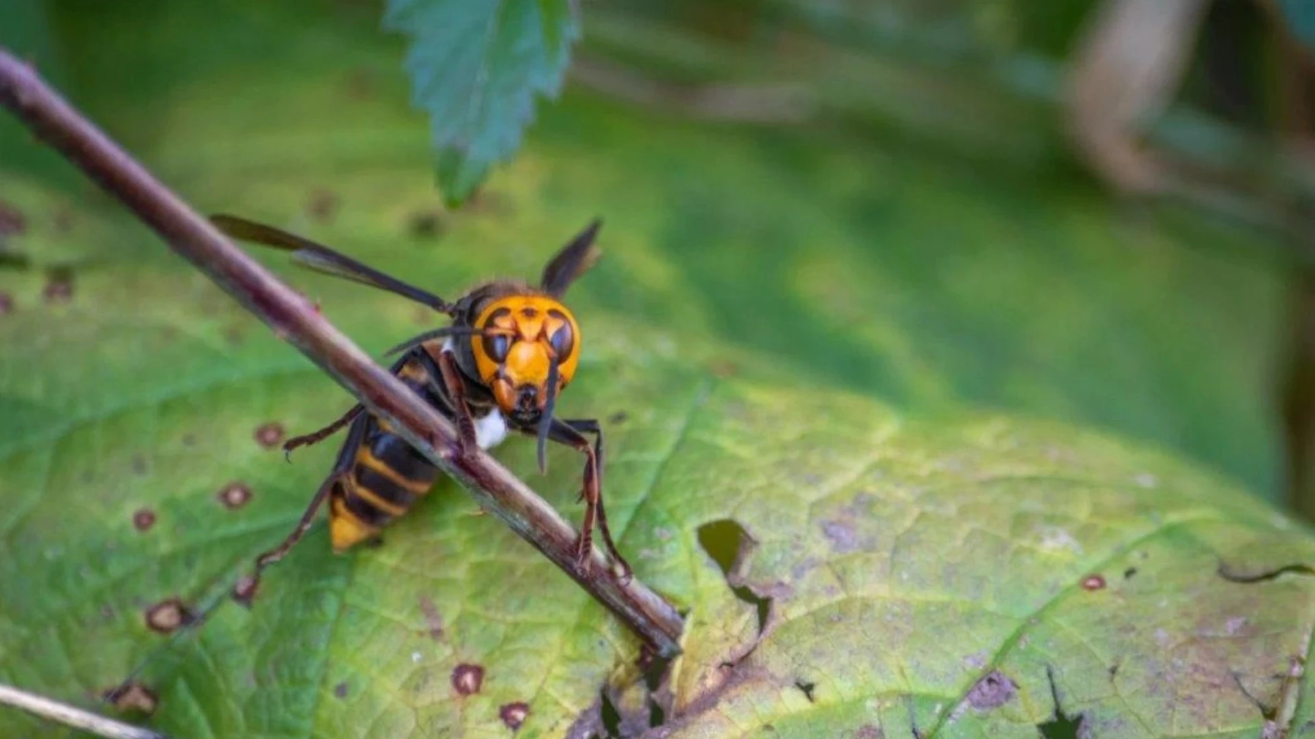 Vespa mandarinia