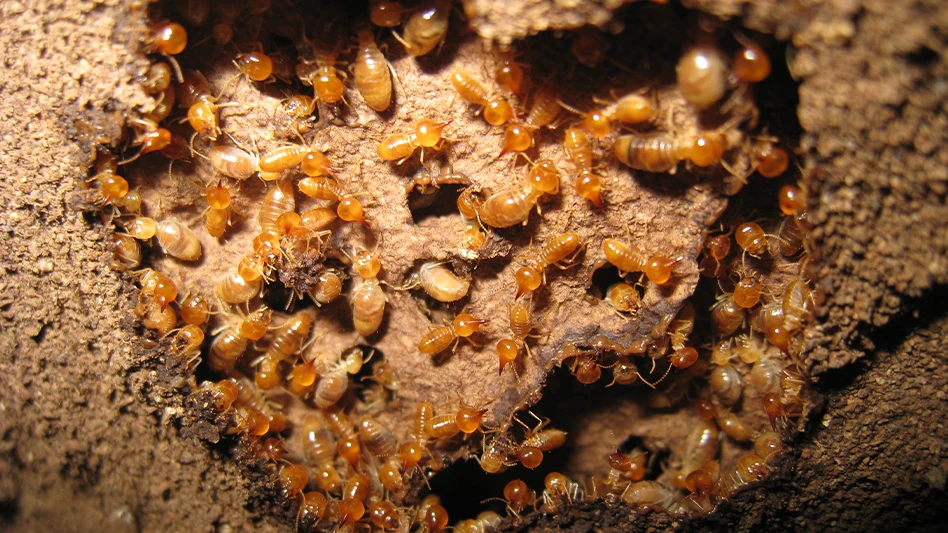 Termite Control Sales Strategies
