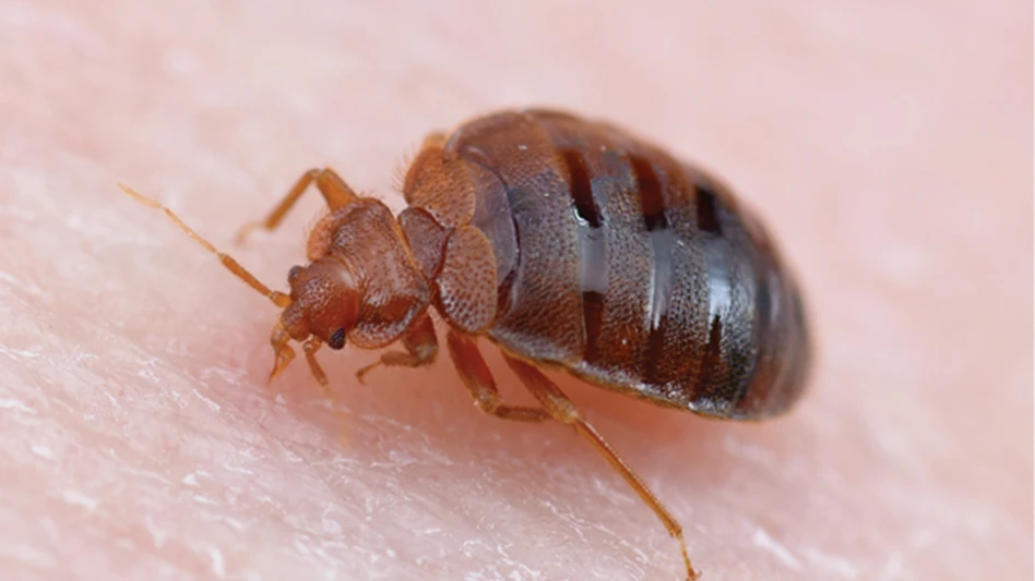 5 Bed Bug Inspection Tips
