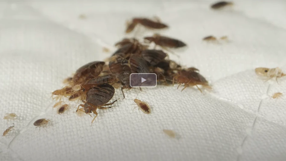 'PEST' Short Film