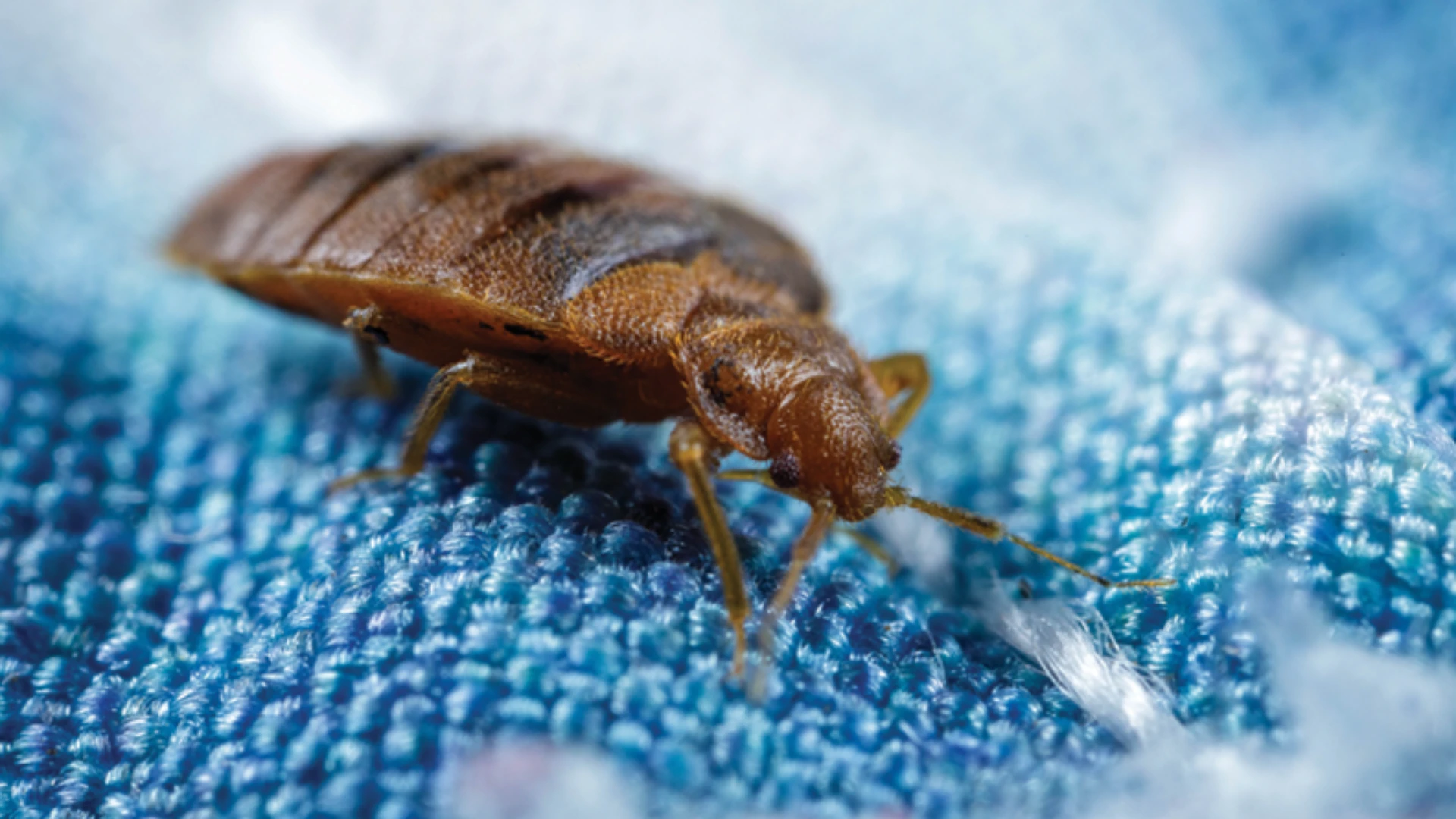 Bed Bug Infestation Health Implications