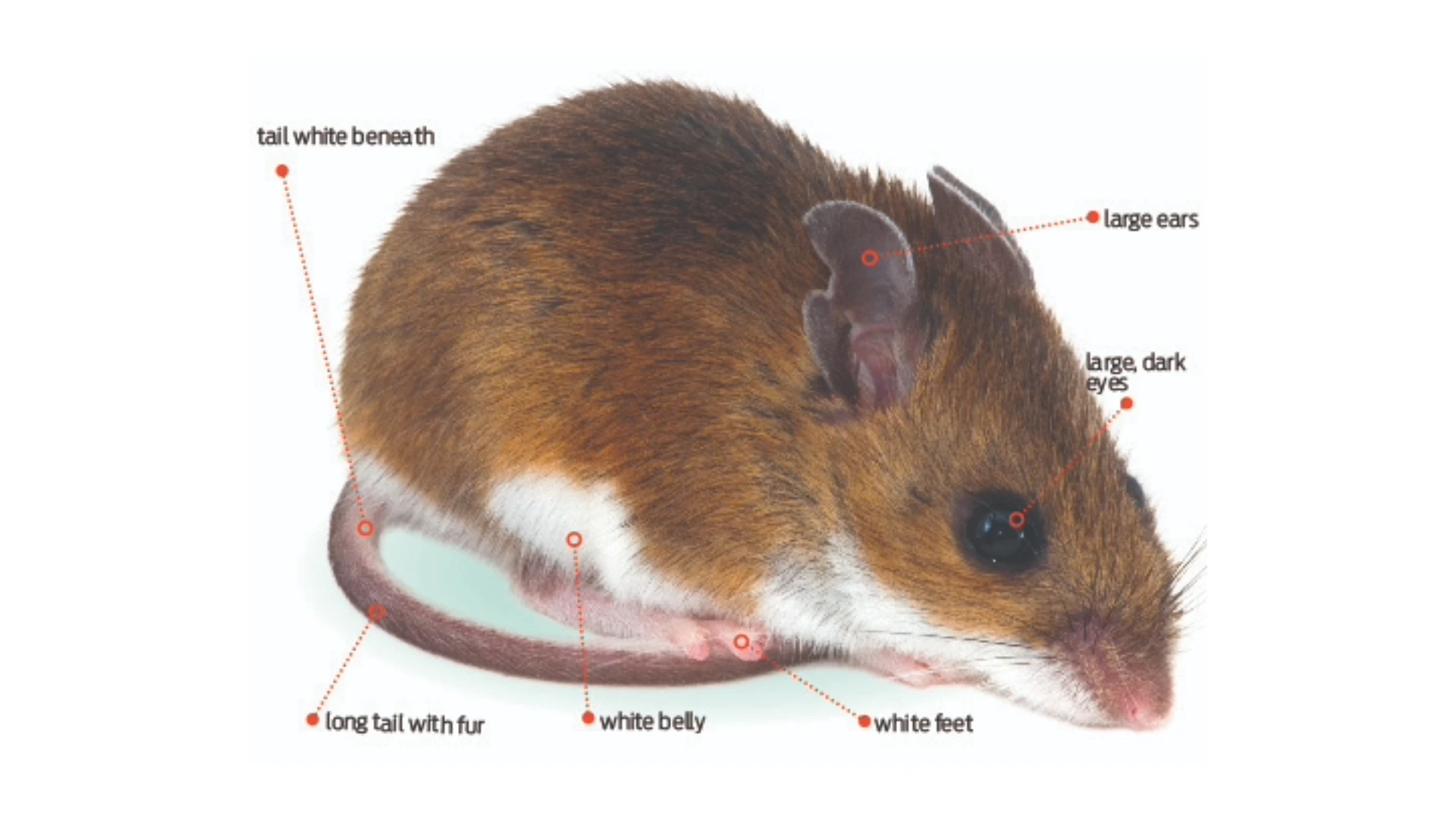 Deer Mice vs. House Mice