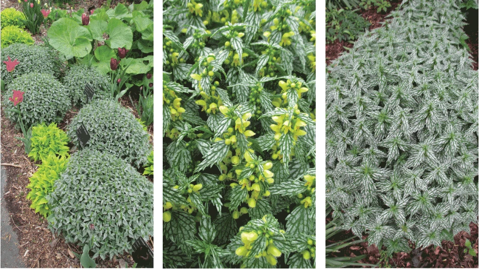 A plant forming tidy, mounding clumps, 12 inches tall and 18 inches wide with metallic silver foliage and yellow flowers.