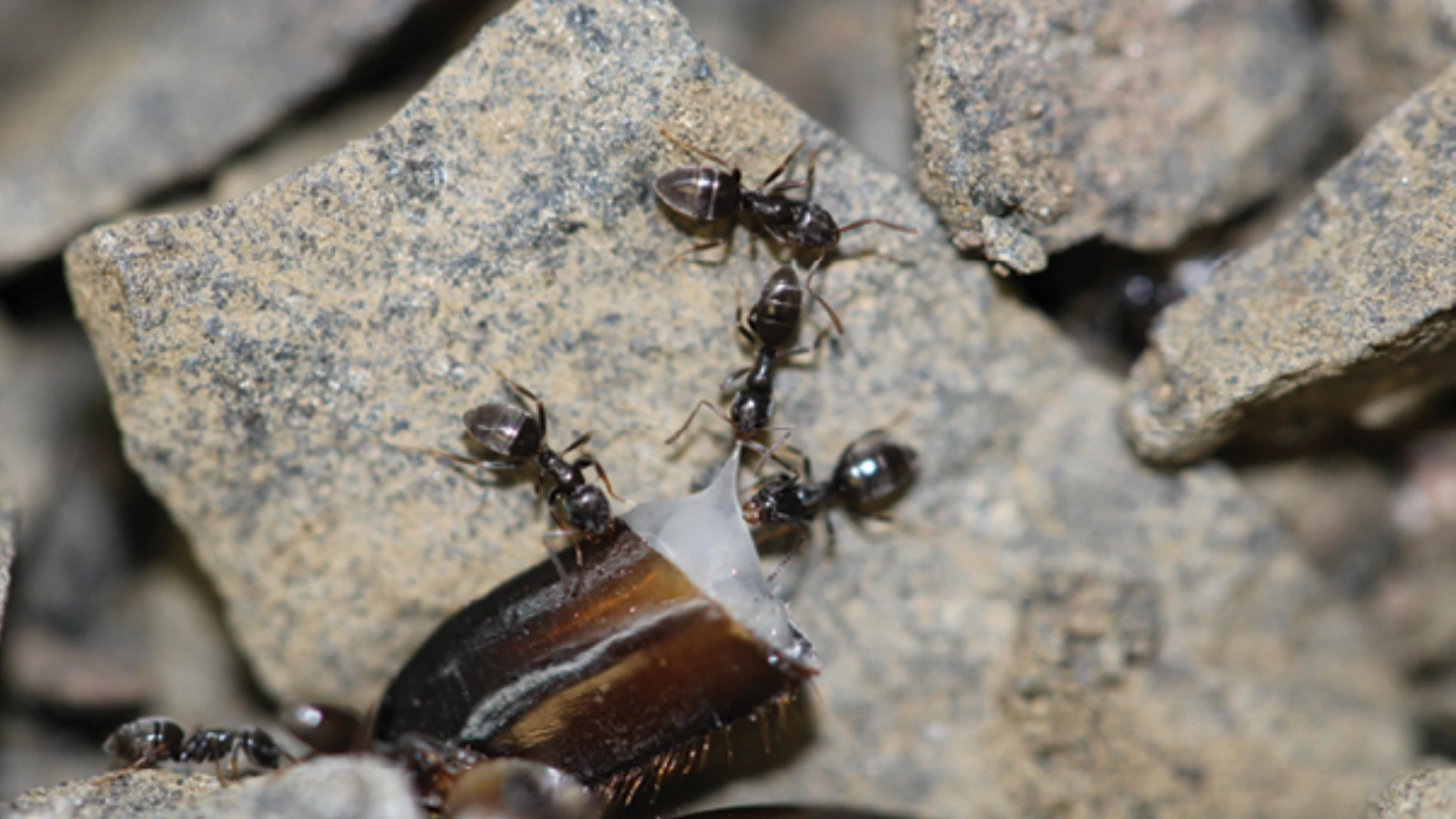 Identification Tips for Odorous House Ants