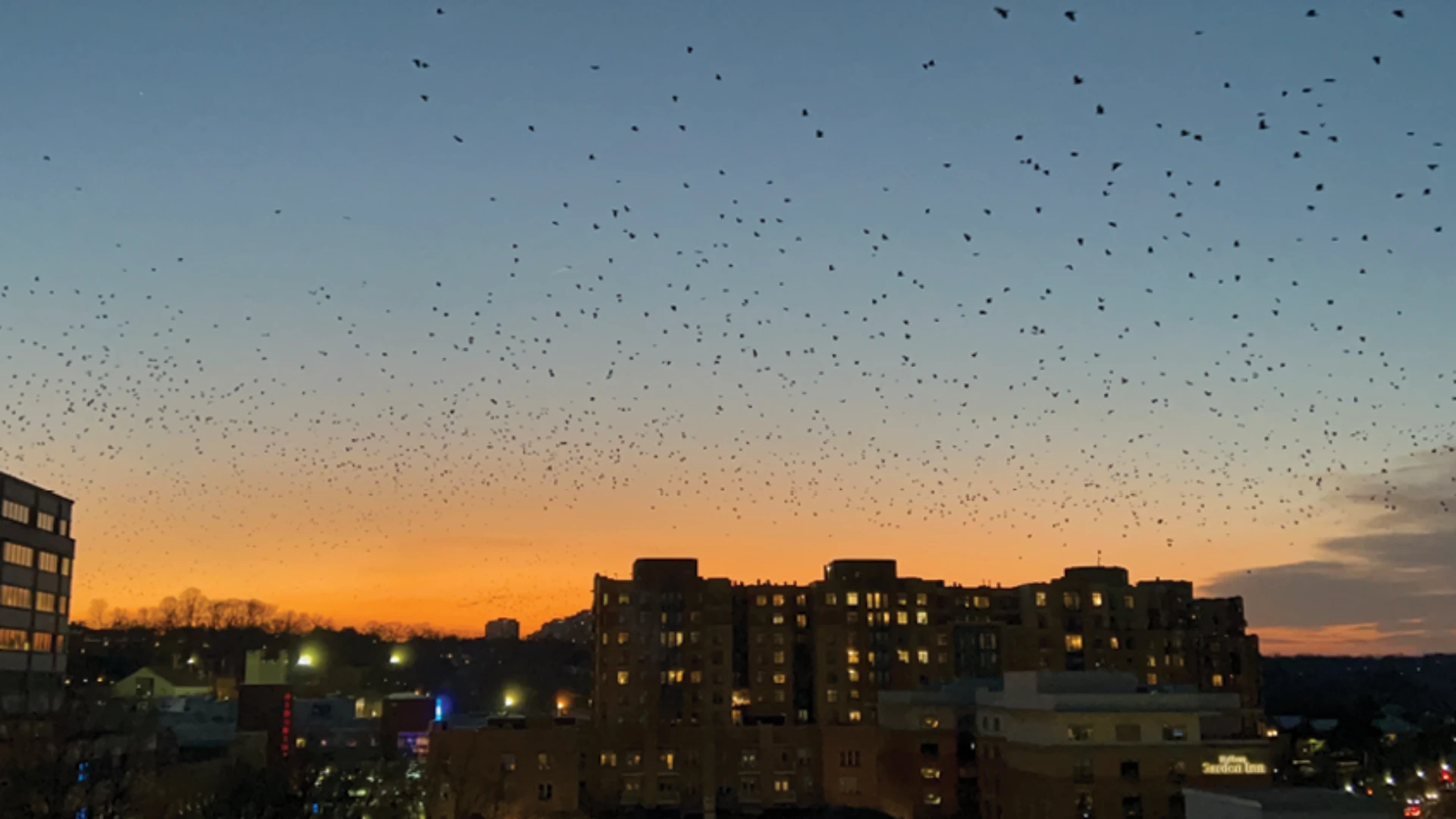 Effective Mitigation of Crow Infestations