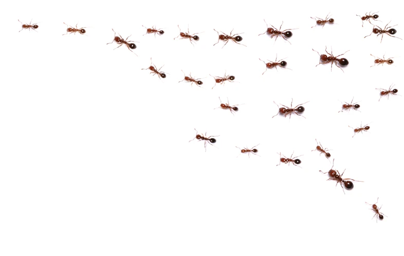 Think You Know Ants? Here’s the Latest Research