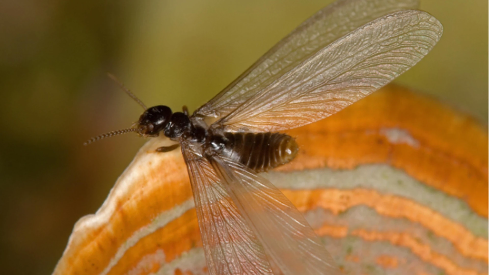 Winged Invaders: Addressing Flying Insects in Homes