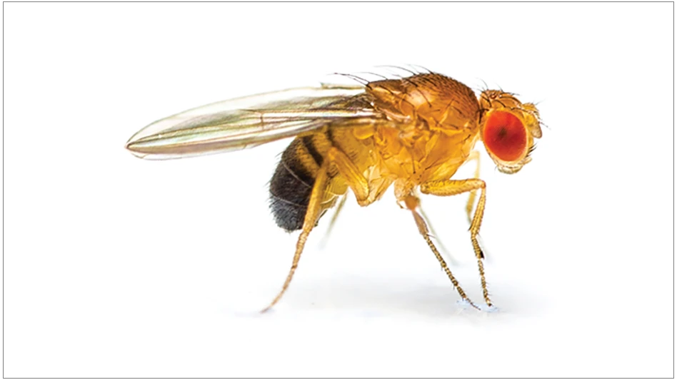 Fruit fly