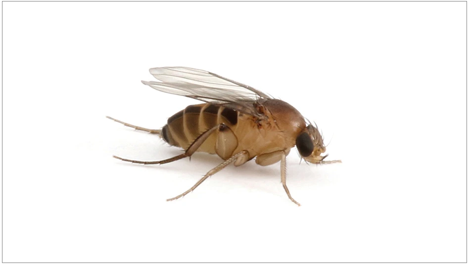 Phorid Fly