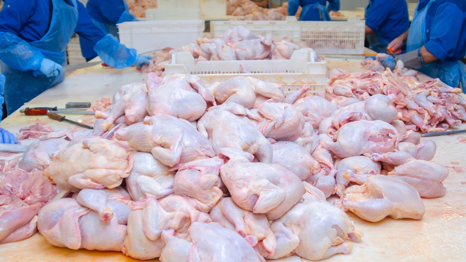 poultry