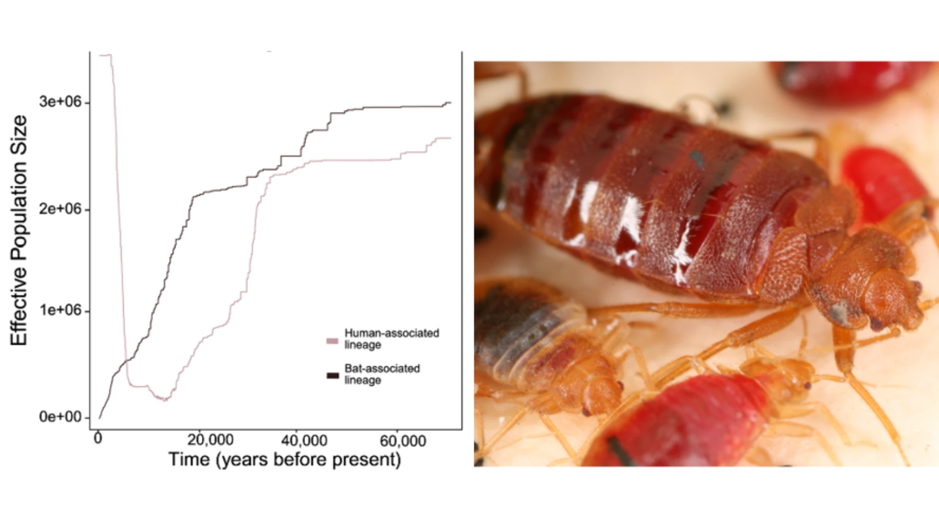 Virginia Tech Study Bed Bugs as Potential First Urban Pest
