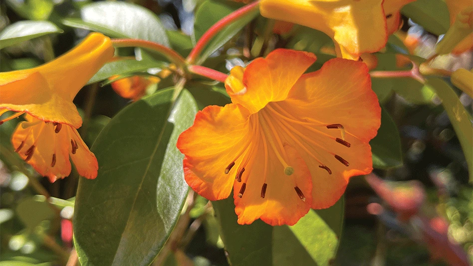 A plant with orange flowers and green leaves.