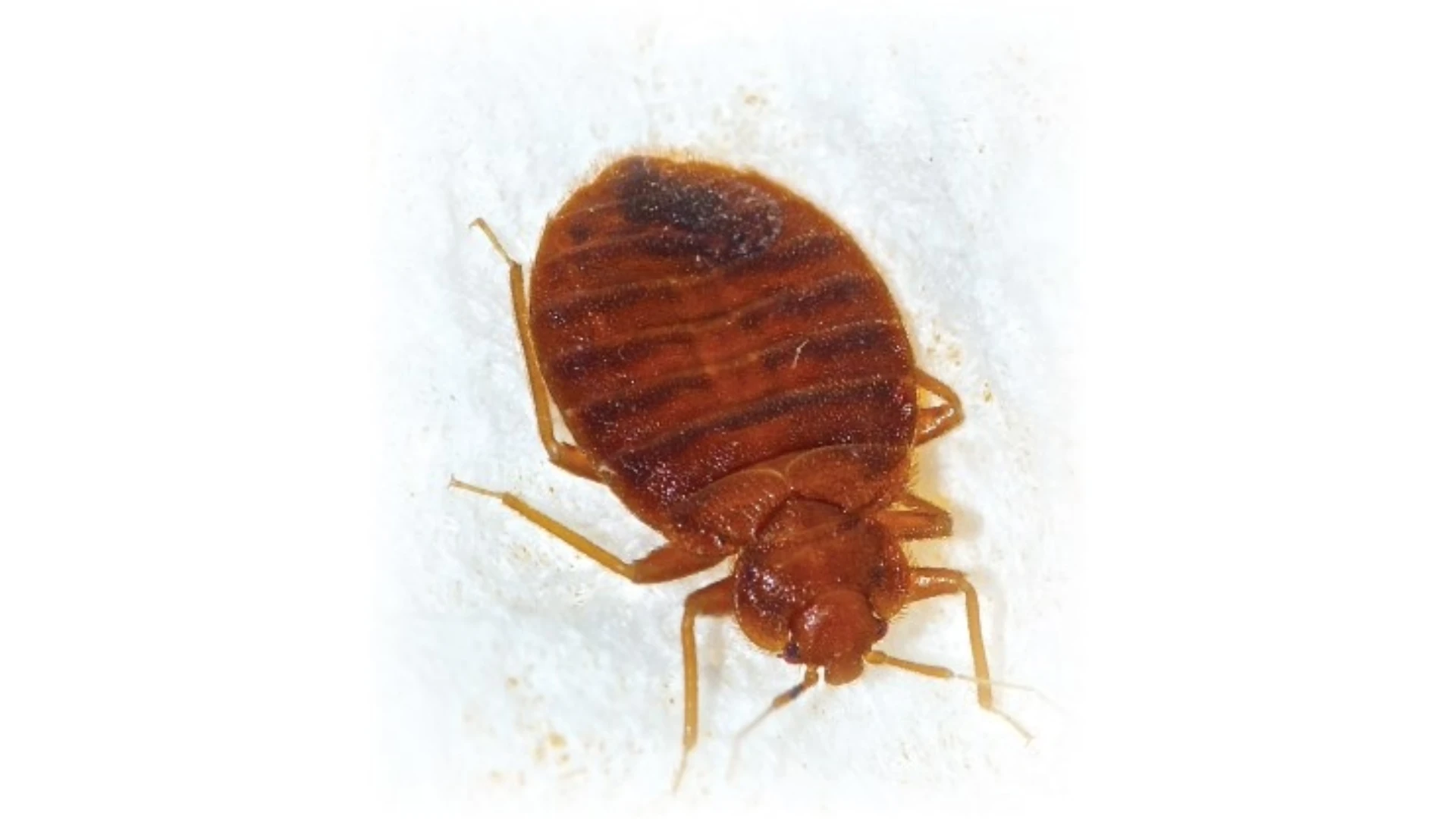 How Bed Bugs Resist Pesticides