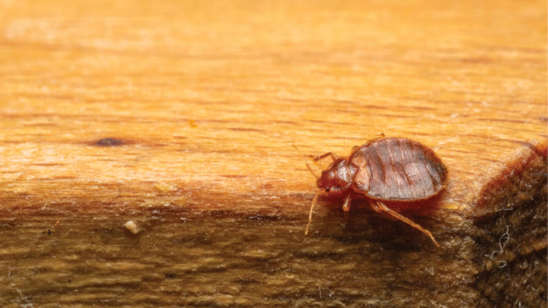 Back to Bed Bug Basics
