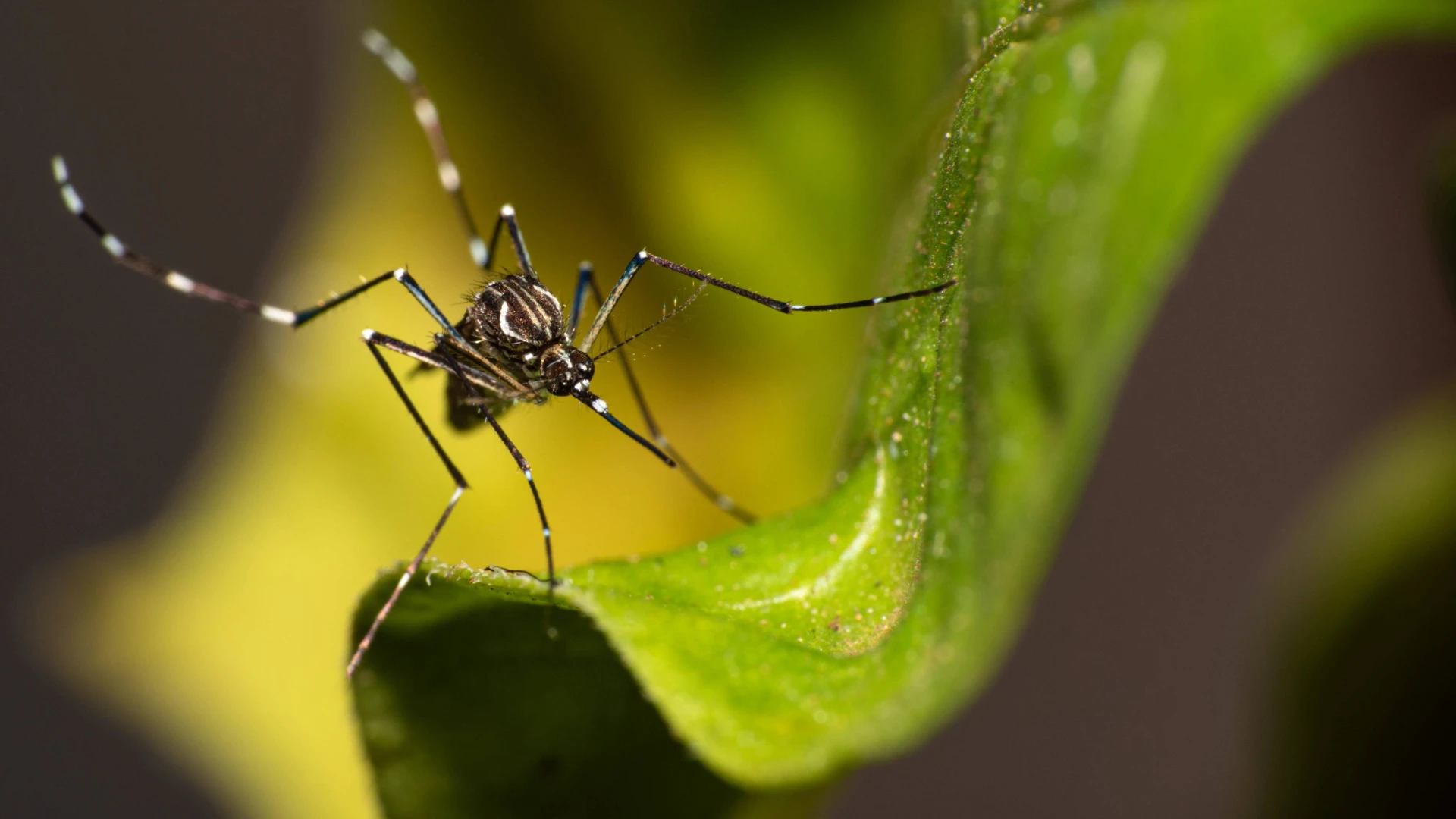 How to Market a Green Mosquito Control Program