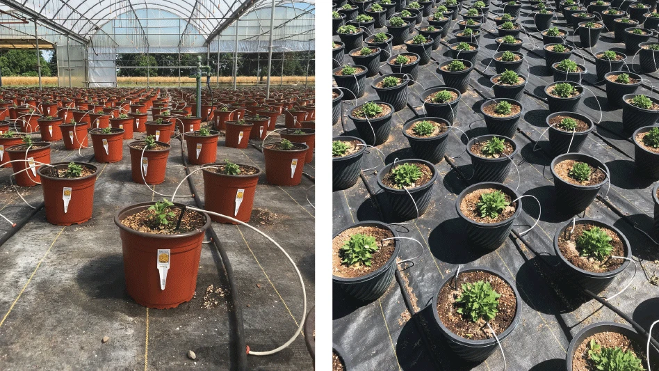 Plants in containers being water by drip irrigation.