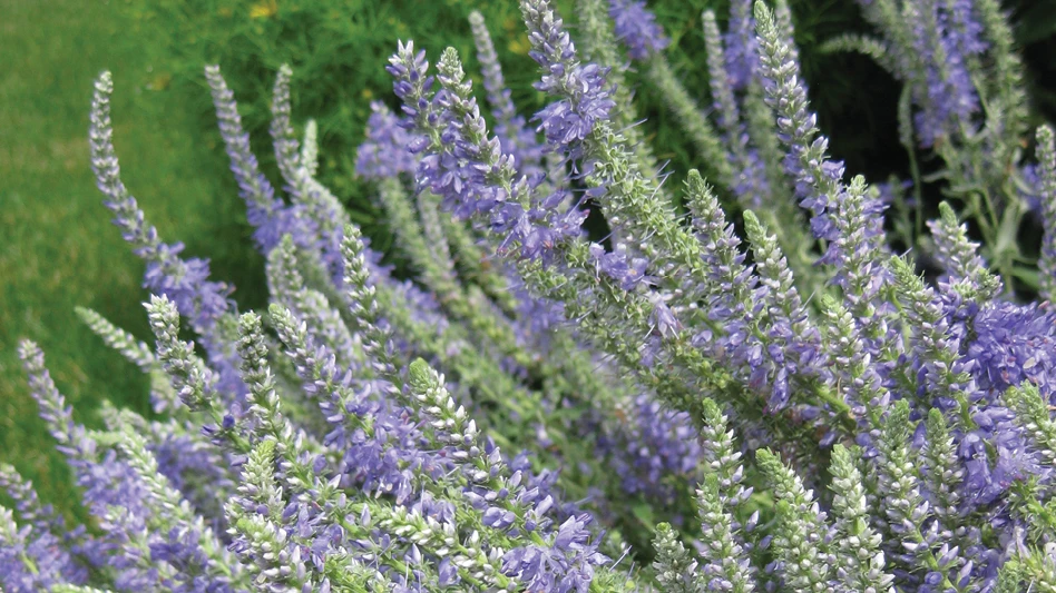 Tiny purple flowers growing in clusters on a stem.