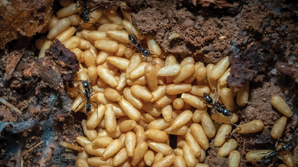 Invasive Asian Needle Ants Pose Rising Health, Ecological Threats