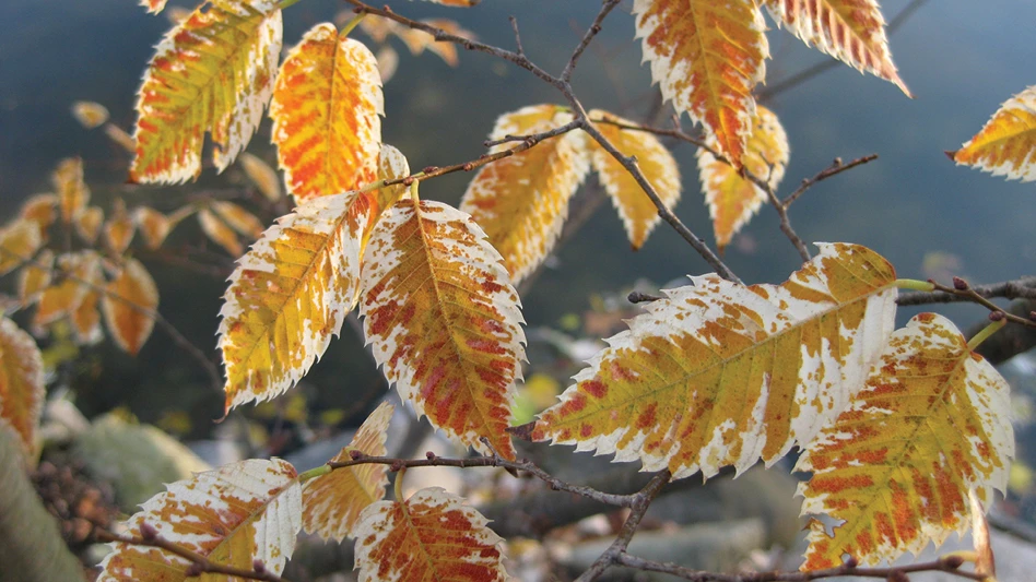Tree leaves with white speckling and margins on serrated foliage that later gets a striking orange fall color.
