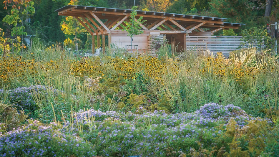 A image of a garden filled with native plants.